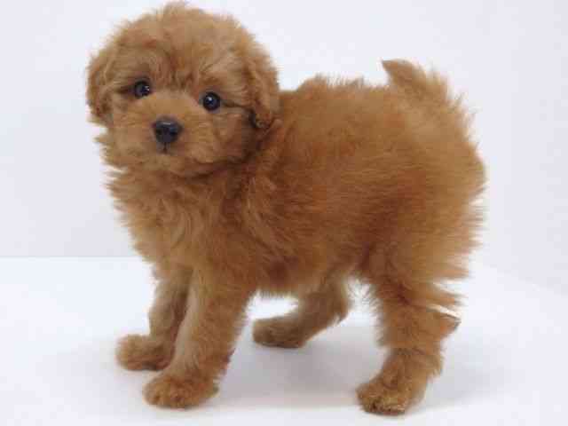 大阪府のポメプー(ポメラニアン×プードル) (ひごペットフレンドリーいこらもーる泉佐野店/2025年10月19日生まれ/男の子/レッド)の子犬の2枚目の画像