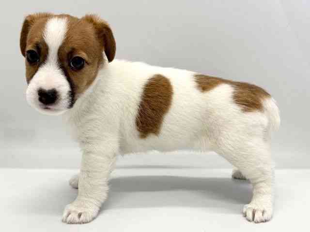 京都府のジャックラッセルテリア (ひごペットフレンドリー京都店/2025年10月18日生まれ/女の子/ホワイトタン)の子犬の2枚目の画像