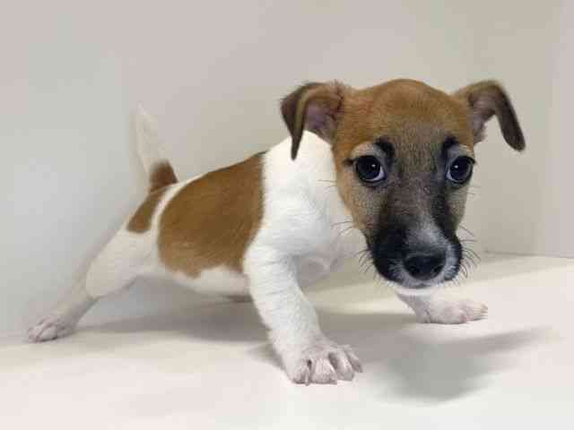 兵庫県のジャックラッセルテリア (ひごペットフレンドリーイトーヨーカドー明石店/2025年10月18日生まれ/男の子/ホワイトタン)の子犬の2枚目の画像