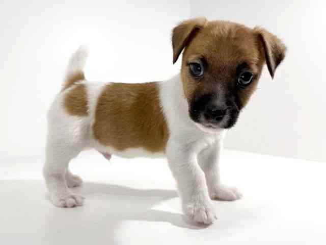 兵庫県のジャックラッセルテリア (ひごペットフレンドリーイトーヨーカドー明石店/2025年10月18日生まれ/男の子/ホワイトタン)の子犬の2枚目の画像