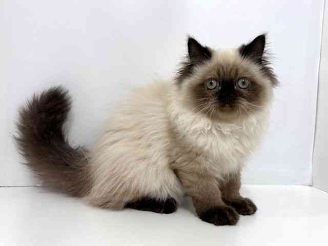 大阪府のヒマラヤン (ひごペットフレンドリーベルファⅡ都島店/2025年10月18日生まれ/男の子/シールポイント)の子猫の2枚目の画像