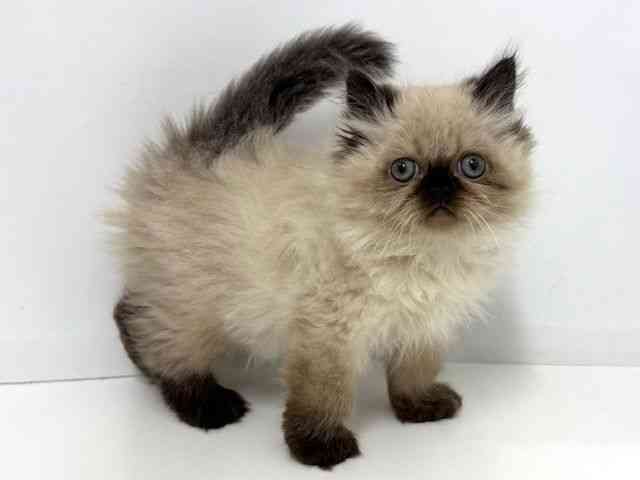 大阪府のヒマラヤン (ひごペットフレンドリーベルファⅡ都島店/2025年10月18日生まれ/男の子/シールポイント)の子猫の2枚目の画像