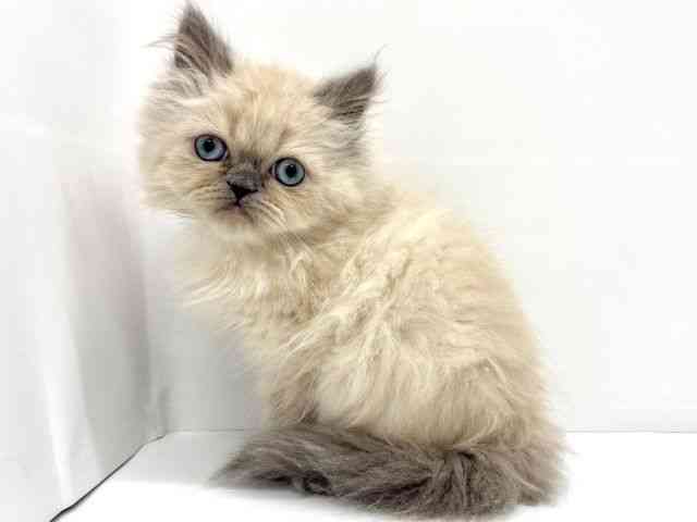 大阪府のヒマラヤン (ひごペットフレンドリーイオンタウン茨木太田店/2025年10月18日生まれ/男の子/ブルーポイント)の子猫の2枚目の画像