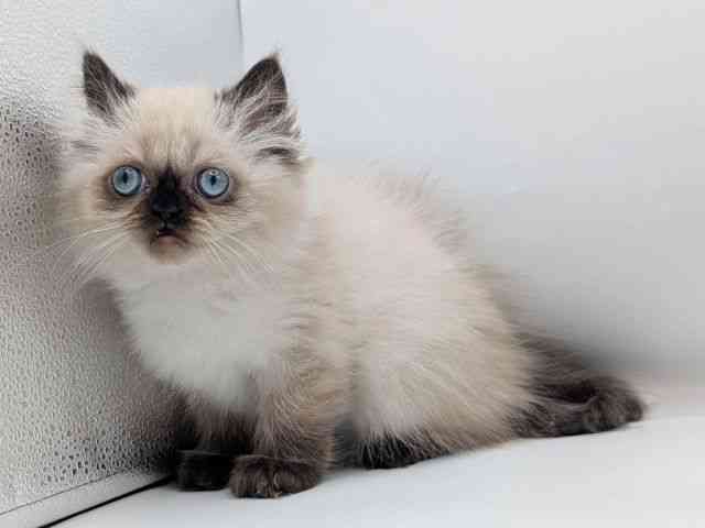 香川県のヒマラヤン (ひごペットフレンドリーゆめタウン高松店/2025年10月18日生まれ/男の子/シールポイント)の子猫の2枚目の画像