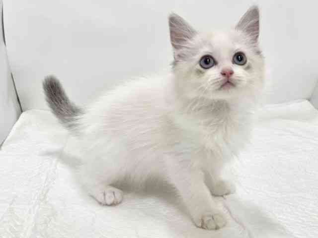 高知県のラグドール (ひごペットフレンドリーイオンモール高知店/2025年10月17日生まれ/女の子/シールポイントバイカラー)の子猫の2枚目の画像
