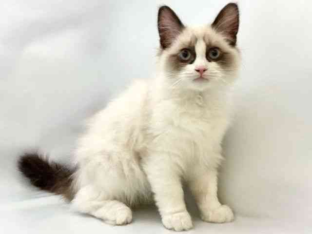 大阪府のラグドール (ひごペットフレンドリー東淀川店/2025年10月17日生まれ/女の子/シールポイントバイカラー)の子猫の2枚目の画像