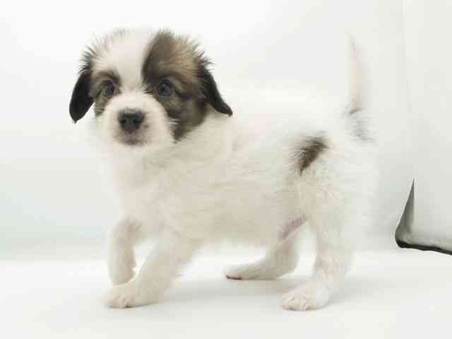 兵庫県のパピヨン (ひごペットフレンドリーコロワ甲子園店/2025年10月19日生まれ/男の子/ホワイトブラウン)の子犬の2枚目の画像