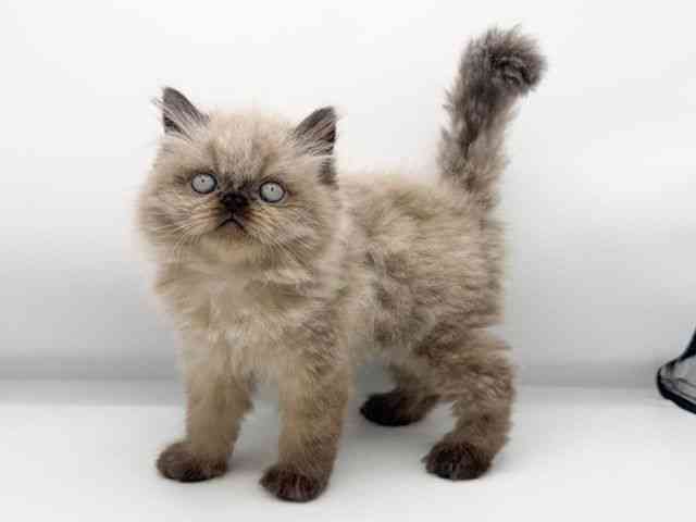 大阪府のヒマラヤン (ひごペットフレンドリーららぽーとEXPOCITY店/2025年10月14日生まれ/男の子/シールポイント)の子猫の2枚目の画像