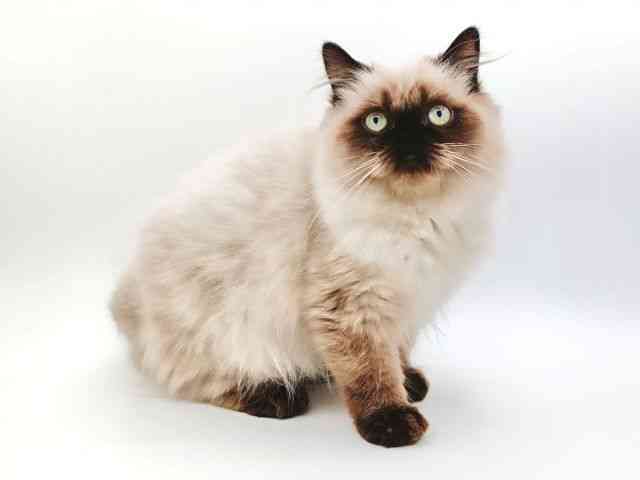 大阪府のヒマラヤン (ひごペットフレンドリー泉ヶ丘店/2025年10月14日生まれ/男の子/シールポイント)の子猫の2枚目の画像