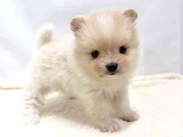 広島県のポメラニアン (ひごペットフレンドリーゆめタウン廿日市店/2025年10月17日生まれ/女の子/クリーム)の子犬の2枚目の画像