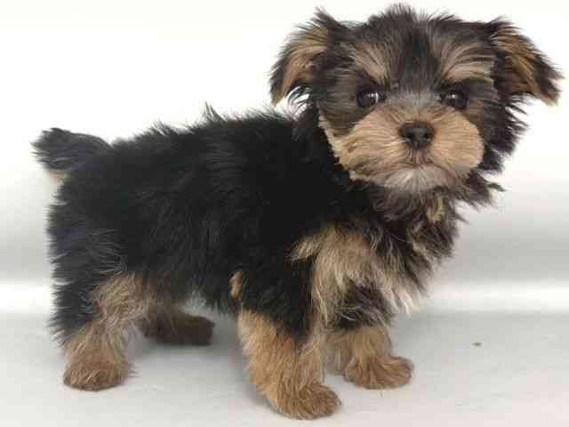 大阪府のマルキー/マルヨーキー(マルチーズ×ヨークシャーテリア) (ひごペットフレンドリー岸和田店/2025年10月19日生まれ/男の子/ブラックタン)の子犬の2枚目の画像