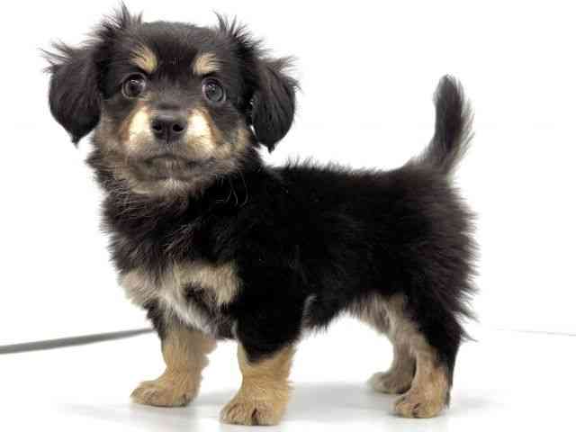 大阪府のチワックス(チワワ×ダックス) (ひごペットフレンドリーイオンタウン茨木太田店/2025年10月18日生まれ/女の子/ブラックタン)の子犬の2枚目の画像