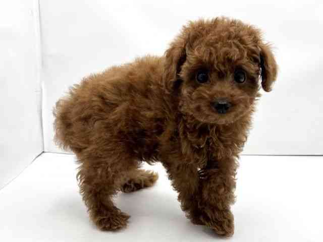 兵庫県のトイプードル(トイ) (ひごペットフレンドリークラウンパーク伊丹店/2025年10月19日生まれ/男の子/レッド)の子犬の2枚目の画像