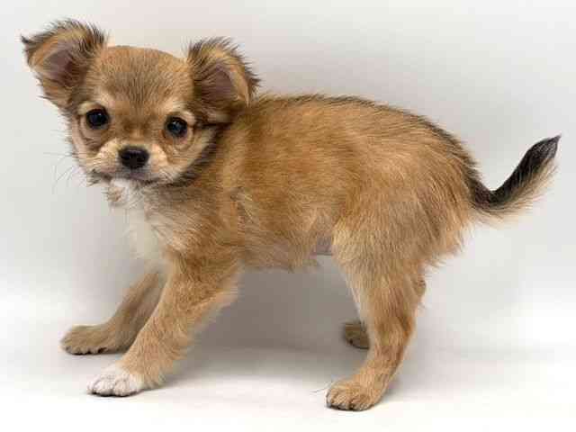 奈良県のチワワ(ロング) (ひごペットフレンドリー田原本店/2025年10月17日生まれ/男の子/レッドセーブルホワイト)の子犬の2枚目の画像