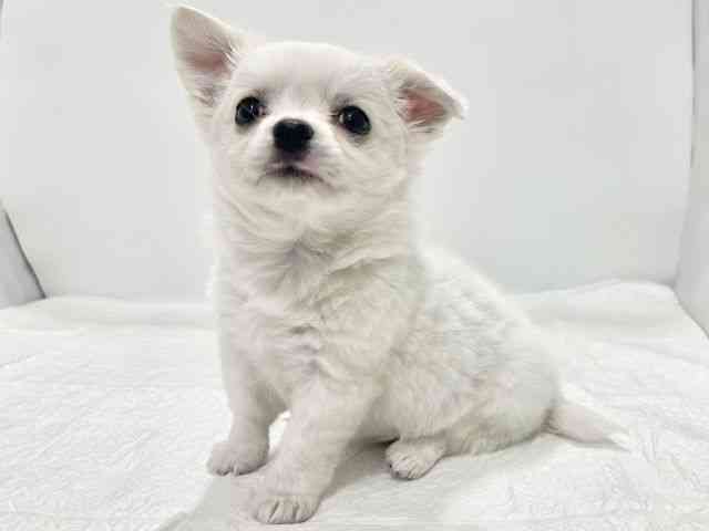 高知県のチワワ(ロング) (ひごペットフレンドリーイオンモール高知店/2025年10月18日生まれ/男の子/ホワイトクリーム)の子犬の2枚目の画像