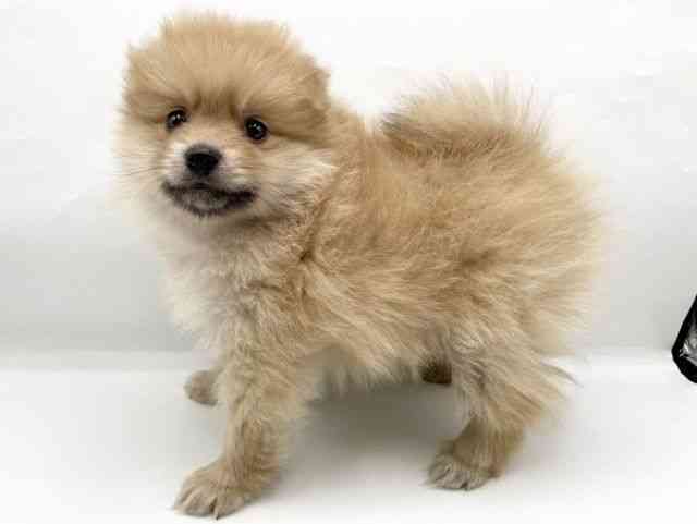 奈良県のポメラニアン (ひごペットフレンドリートナリエ大和高田店/2025年10月16日生まれ/女の子/ウルフセーブル)の子犬の2枚目の画像