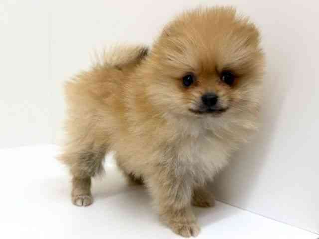 兵庫県のポメラニアン (ひごペットフレンドリーブルメールHAT神戸店/2025年10月18日生まれ/女の子/オレンジ)の子犬の2枚目の画像