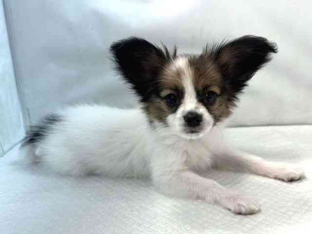 大阪府のパピヨン (ひごペットフレンドリー堺プラットプラット店/2025年10月19日生まれ/女の子/ホワイトブラウン)の子犬の2枚目の画像