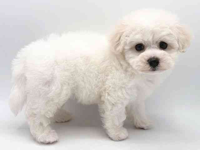 奈良県のビションフリーゼ (ひごペットフレンドリー田原本店/2025年10月18日生まれ/女の子/ホワイト)の子犬の2枚目の画像