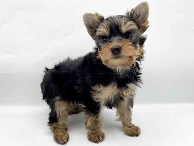 奈良県のヨークシャーテリア (ひごペットフレンドリートナリエ大和高田店/2025年10月9日生まれ/男の子/スチールブルータン)の子犬の2枚目の画像