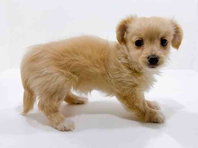 広島県のチワックス(チワワ×ダックス) (ひごペットフレンドリーフジグラン神辺店/2025年10月17日生まれ/女の子/クリーム)の子犬の2枚目の画像