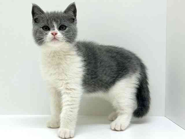 兵庫県のセルカークレックス (ひごペットフレンドリーブルメールHAT神戸店/2025年10月18日生まれ/男の子/ブルーホワイト)の子猫の2枚目の画像