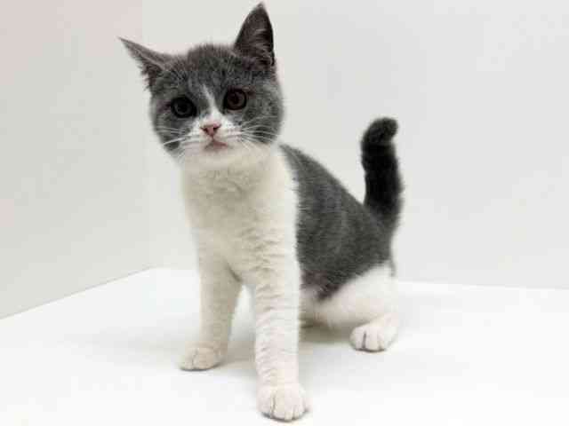 兵庫県のセルカークレックス (ひごペットフレンドリーブルメールHAT神戸店/2025年10月18日生まれ/男の子/ブルーホワイト)の子猫の2枚目の画像