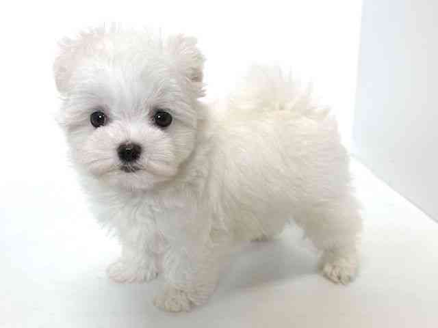 大阪府のマルチーズ (ひごペットフレンドリーアクロスプラザ住之江店/2025年10月16日生まれ/女の子/ホワイト)の子犬の2枚目の画像