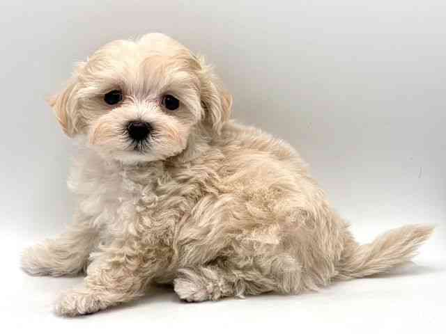 奈良県のマルプー(マルチーズ×プードル) (ひごペットフレンドリー田原本店/2025年10月19日生まれ/男の子/クリーム)の子犬の2枚目の画像