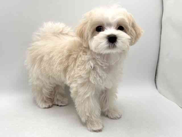 奈良県のマルプー(マルチーズ×プードル) (ひごペットフレンドリー田原本店/2025年10月19日生まれ/男の子/クリーム)の子犬の2枚目の画像