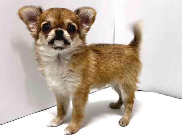 奈良県のチワワ(ロング) (ひごペットフレンドリー奈良パワーシティ店/2025年10月17日生まれ/女の子/レッドセーブルホワイト)の子犬の2枚目の画像