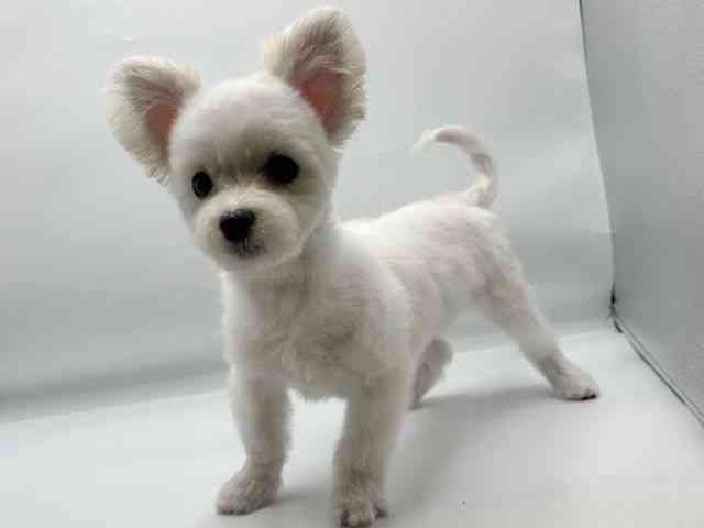 香川県のチワマル/マルチワ(チワワ×マルチーズ) (ひごペットフレンドリーゆめタウン高松店/2025年10月17日生まれ/女の子/ホワイトクリーム)の子犬の2枚目の画像
