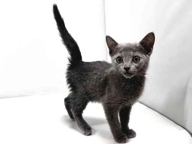 奈良県のロシアンブルー (ひごペットフレンドリー奈良パワーシティ店/2025年10月13日生まれ/男の子/ブルー)の子猫の2枚目の画像