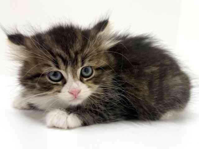 大阪府のマンチカン (ひごペットフレンドリーくずはモール店/2025年10月19日生まれ/男の子/ブラウンタビーホワイト)の子猫の2枚目の画像