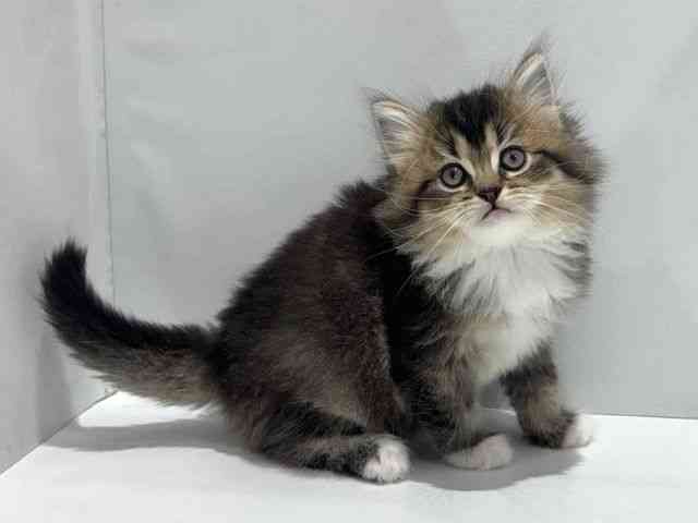 大阪府のマンチカン (ひごペットフレンドリーセブンパーク天美店/2025年10月19日生まれ/女の子/ブラウンパッチドタビーホワイト)の子猫の2枚目の画像