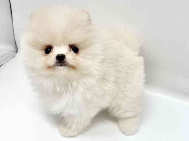 大阪府のポメラニアン (ひごペットフレンドリーイオンタウン豊中庄内店/2025年10月19日生まれ/男の子/クリーム)の子犬の2枚目の画像