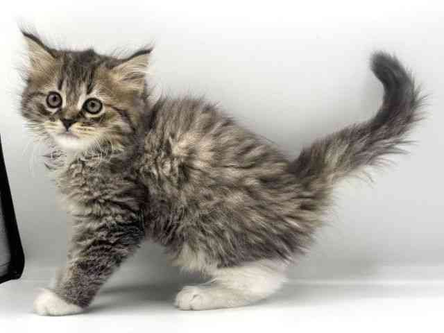 愛知県のラガマフィン (ひごペットフレンドリープライムツリー赤池店/2025年10月18日生まれ/男の子/ブラウンタビーホワイト)の子猫の2枚目の画像