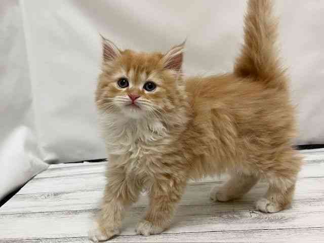 和歌山県のラガマフィン (ひごペットフレンドリーパームシティ和歌山店/2025年10月18日生まれ/女の子/レッドタビーホワイト)の子猫の2枚目の画像