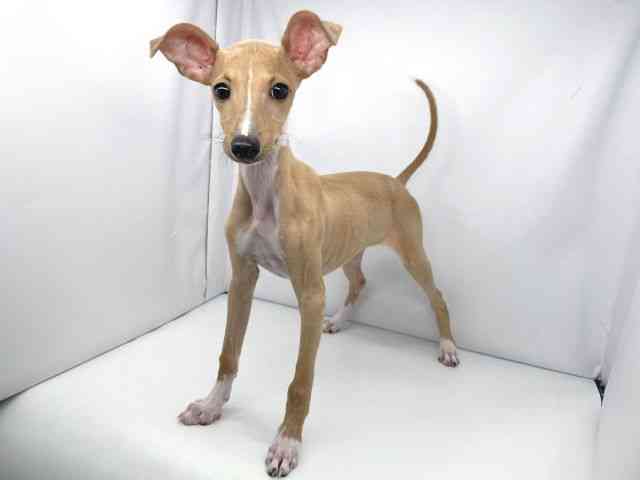 兵庫県のイタリアングレーハウンド (ひごペットフレンドリーイオンタウン加古川店/2025年10月18日生まれ/女の子/フォーンホワイト)の子犬の2枚目の画像