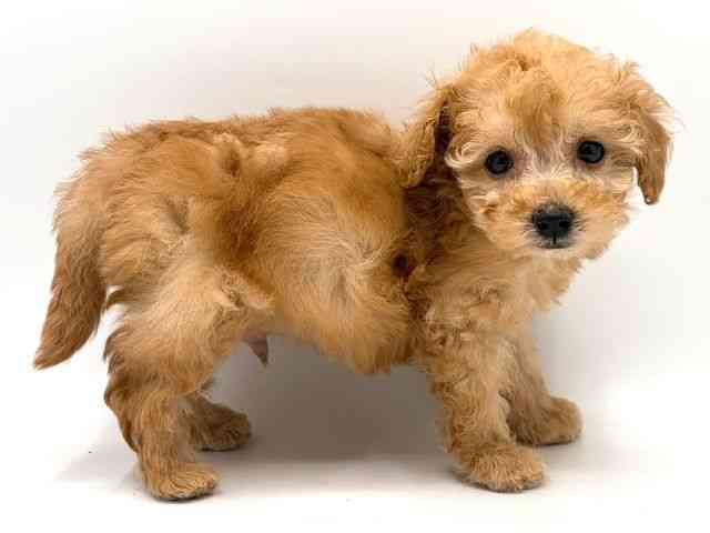 奈良県のトイプードル(トイ) (ひごペットフレンドリー田原本店/2025年10月8日生まれ/男の子/アプリコット)の子犬の2枚目の画像