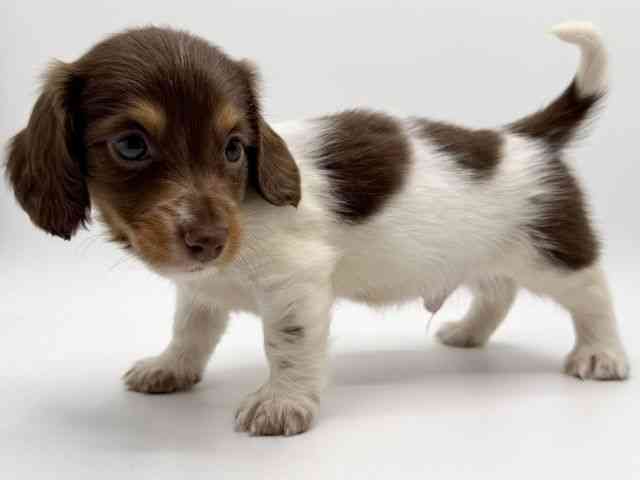 大阪府のミニチュアダックスフンド(ロング) (ひごペットフレンドリーみのおキューズモール店/2025年10月8日生まれ/男の子/チョコレートタンパイボールド)の子犬の2枚目の画像