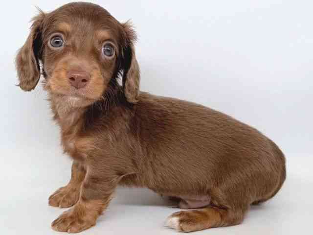 大阪府のミニチュアダックスフンド(ロング) (ひごペットフレンドリー瓜破店/2025年10月8日生まれ/男の子/チョコレートタン)の子犬の2枚目の画像