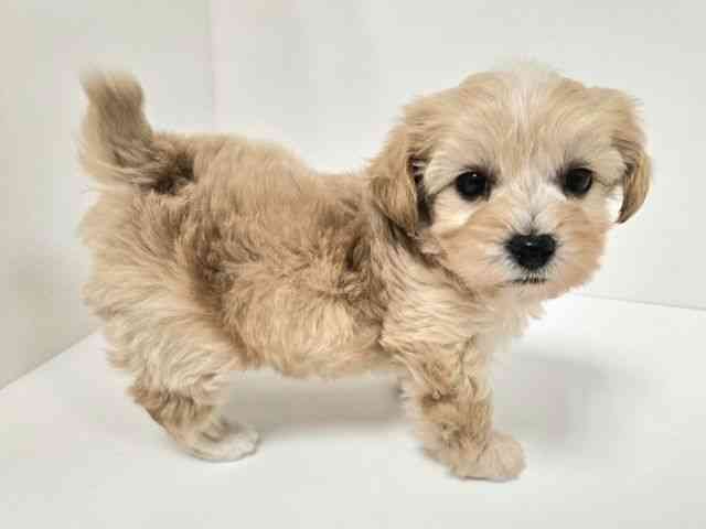 愛知県のマルプー(マルチーズ×プードル) (ひごペットフレンドリーイトーヨーカドー知多店/2025年10月19日生まれ/男の子/アプリコット)の子犬の2枚目の画像
