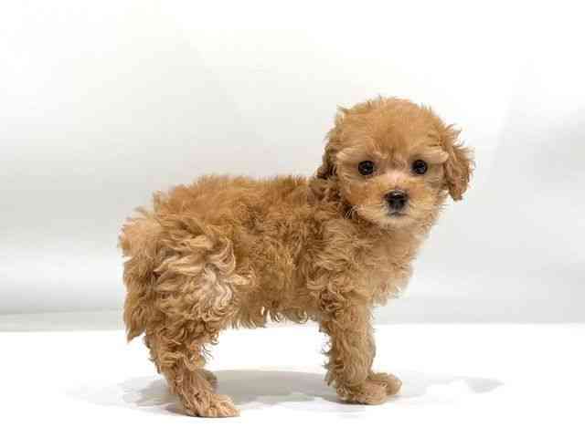 愛知県のマルプー(マルチーズ×プードル) (ひごペットフレンドリーヴィアモール アピタ江南西店/2025年10月19日生まれ/女の子/アプリコット)の子犬の2枚目の画像