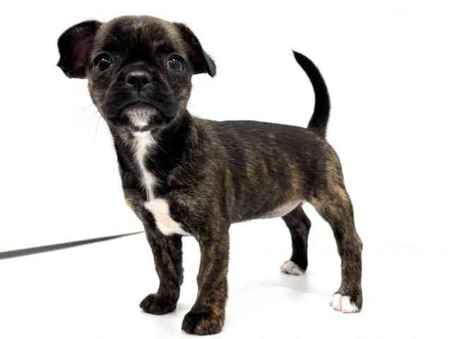 大阪府のチワブル(チワワ×フレンチブルドッグ) (ひごペットフレンドリーイオンタウン茨木太田店/2025年10月19日生まれ/女の子/ブリンドルホワイト)の子犬の2枚目の画像