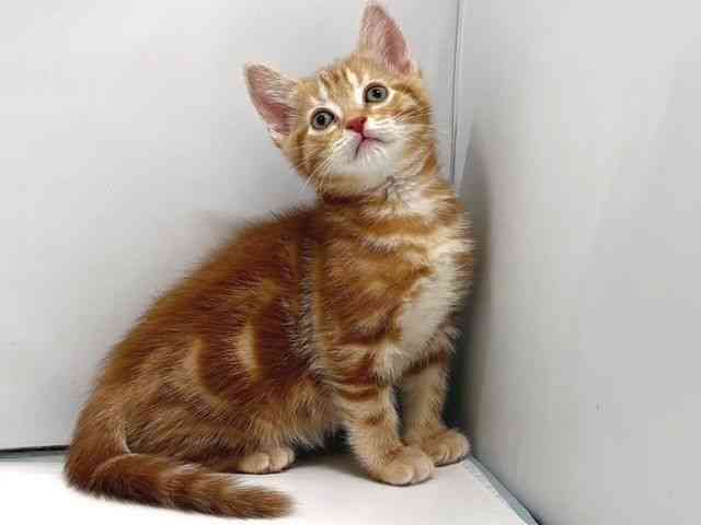 奈良県のアメリカンショートヘアー (ひごペットフレンドリー奈良パワーシティ店/2025年10月19日生まれ/女の子/レッドタビー)の子猫の2枚目の画像