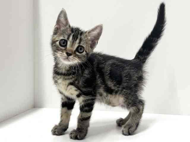 愛知県のアメリカンショートヘアー (ひごペットフレンドリーららぽーと名古屋みなとアクルス店/2025年10月16日生まれ/男の子/ブラウンタビー)の子猫の2枚目の画像
