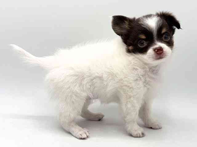 奈良県のチワワ(ロング) (ひごペットフレンドリー田原本店/2025年10月19日生まれ/女の子/ホワイトチョコレートタン)の子犬の2枚目の画像