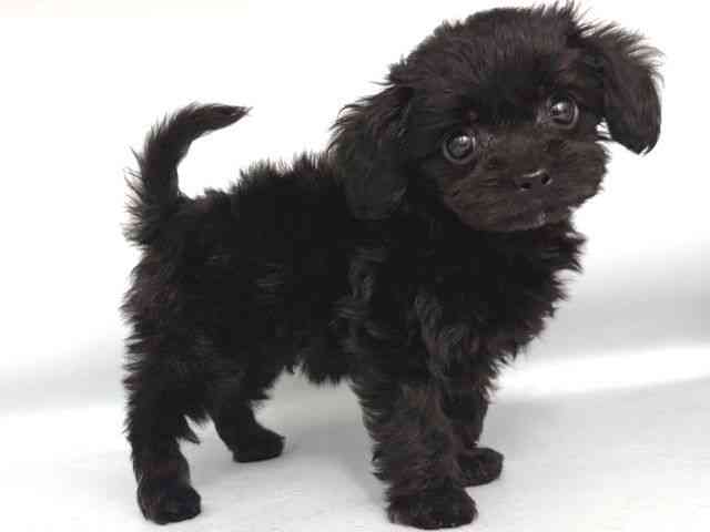 大阪府のチワプー/プーチー(チワワ×プードル) (ひごペットフレンドリー岸和田店/2025年10月18日生まれ/男の子/ブラック)の子犬の2枚目の画像