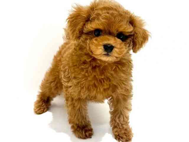 大阪府のトイプードル(トイ) (ひごペットフレンドリーイオン高槻店/2025年10月15日生まれ/男の子/レッドフォーン)の子犬の2枚目の画像